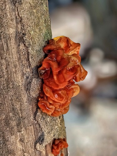 Leafy Brain
