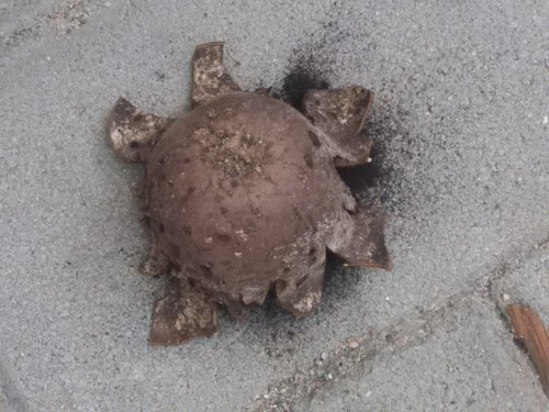 Leathery Puffball