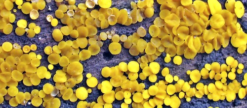 Lemon Disco