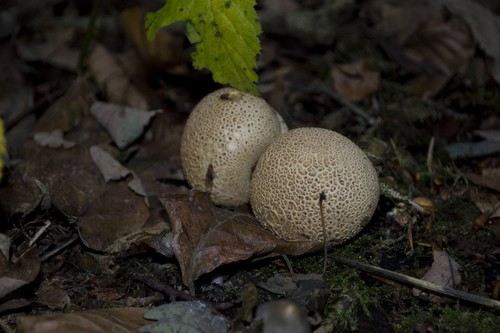 Leopard Earthball