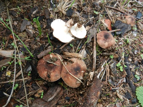 Lepiota brunneoincarnata