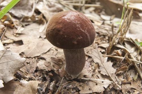 Lilac-brown Bolete