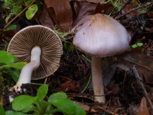 Lilac Fibrecap
