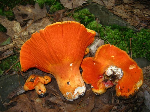 Lobster Mushroom