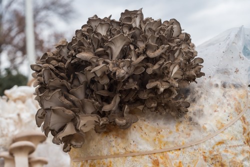 Maitake