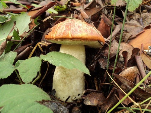 Manzanita Bolete