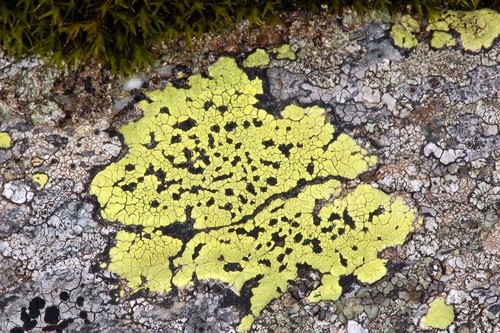 Map Lichen