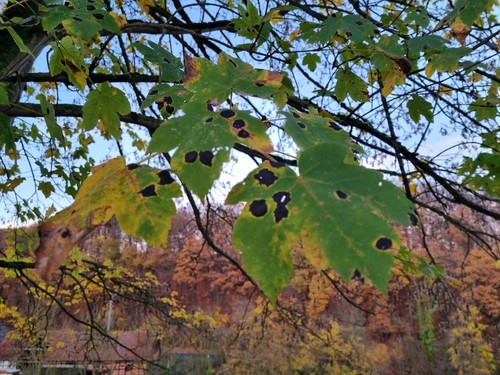 Maple Tar Spot
