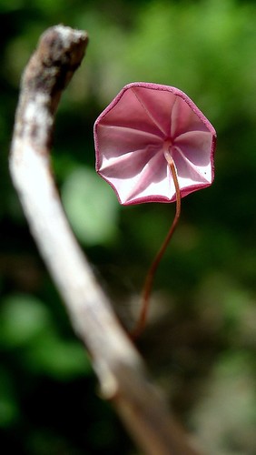 Mauve Parachute