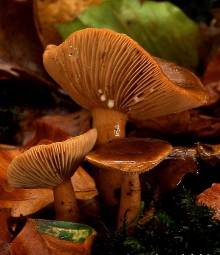 Mild Milkcap