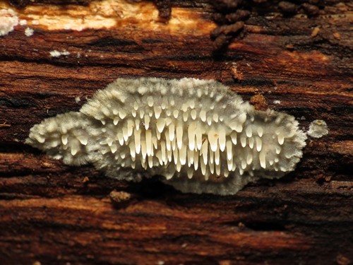 Milk-white Toothed Polypore