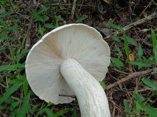 Milky Mushroom