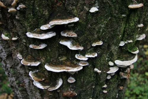 Mossy Maple Polypore