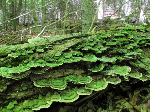 Mossy Maze Polypore