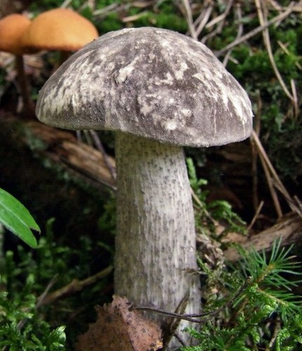 Mottled Bolete