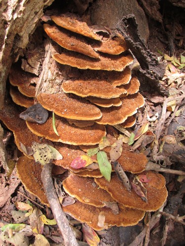 Mustard Yellow Polypore