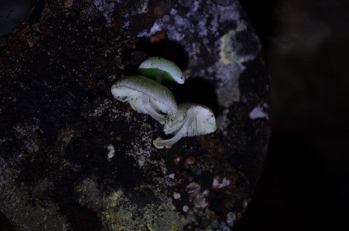 Mycena chlorophos