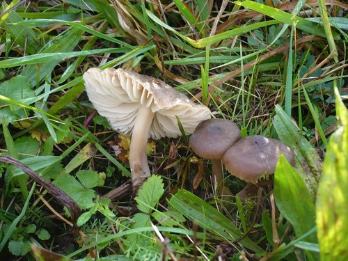 Nitrous Waxcap