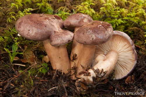 Northern Milkcap