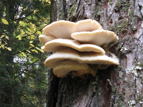 Northern Tooth