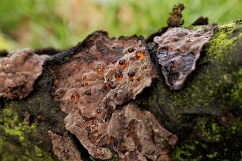 Oak Crust