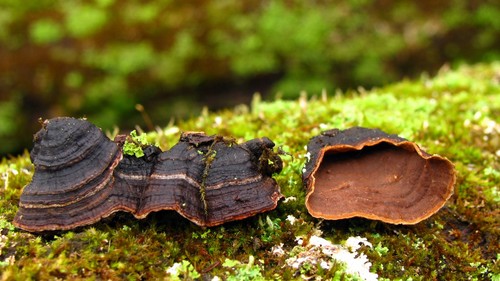 Oak Curtain Crust