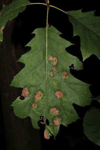 Oak Leaf Blister