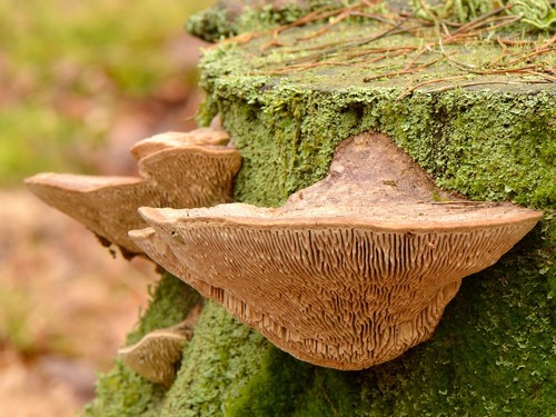 Oak Mazegill