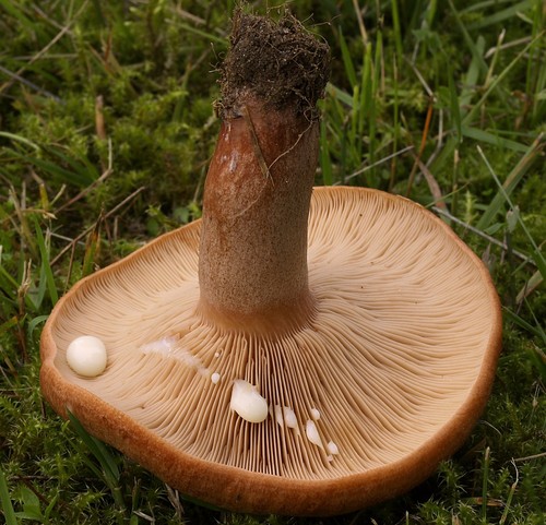 Oakbug Milkcap