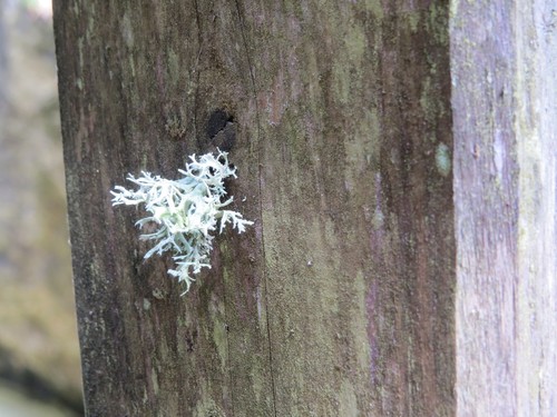 Oakmoss