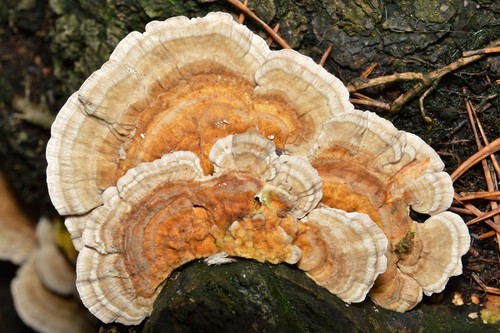 Ochre Bracket
