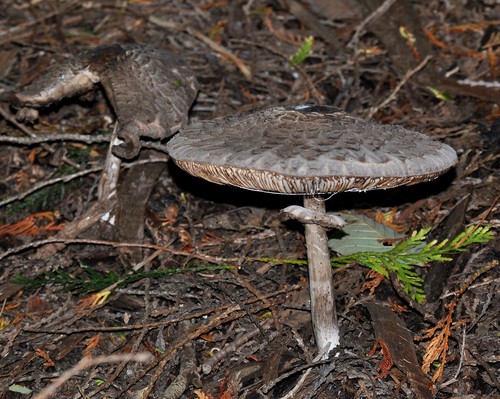 Olive Shaggy Parasol