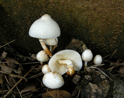 Onion-stalk Parasol