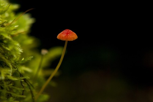 Orange Bonnet