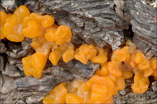 Orange Jelly