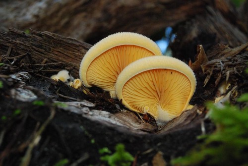 Orange Mock Oyster