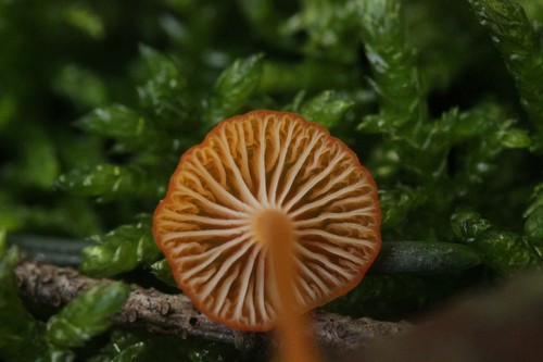 Orange Mosscap