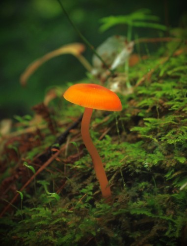 Orange Mycena