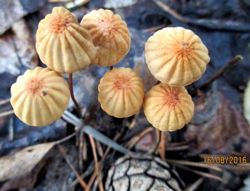 Orange Pinwheel