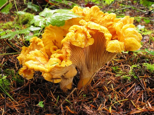 Pacific Golden Chanterelle