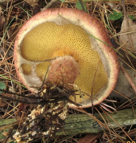 Painted Suillus
