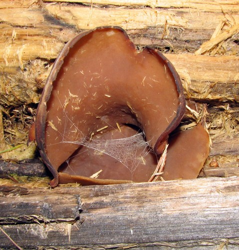 Palamino Cup