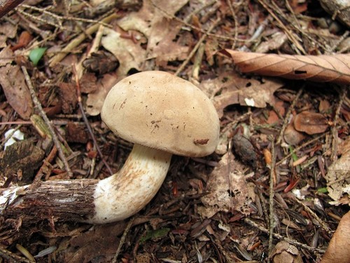 Pale Bolete