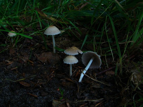 Pale Brittlestem