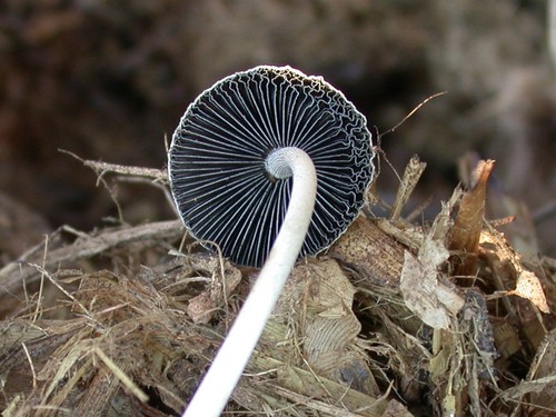 Panaeolus antillarum
