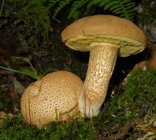 Parasitic Bolete