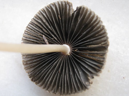 Parasola auricoma