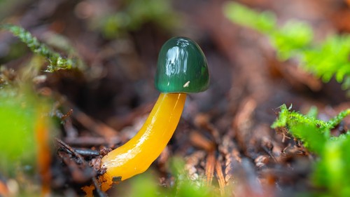 Parrot Waxcap