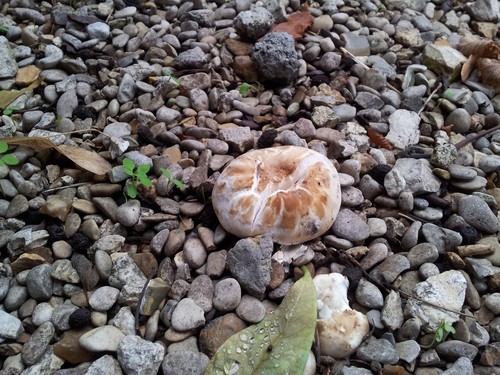 Pavement Mushroom
