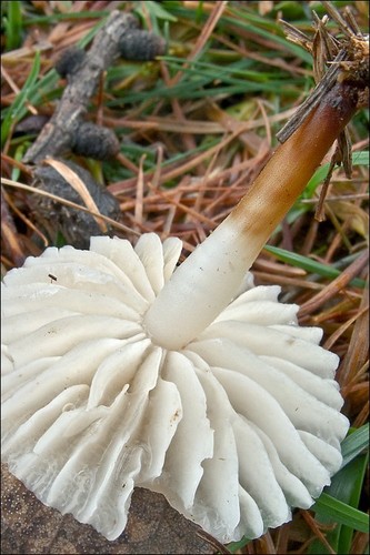 Pearly Parachute